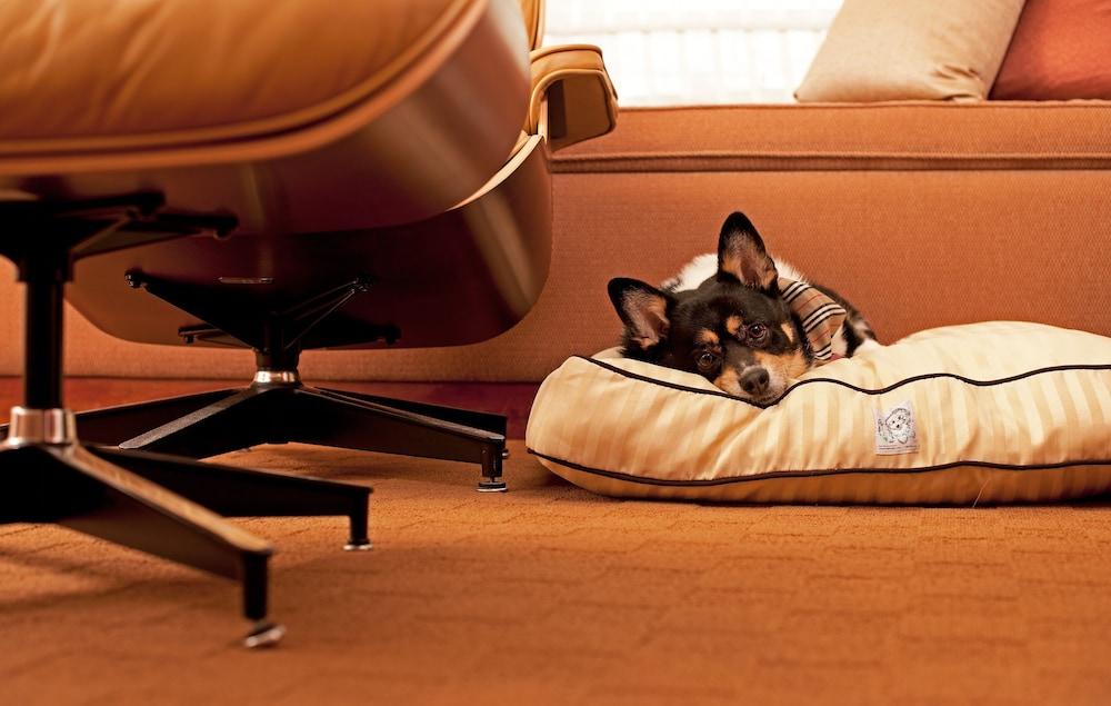 Hyatt Place Gurgaon Udyog Vihar Exterior foto A dog on a dog bed